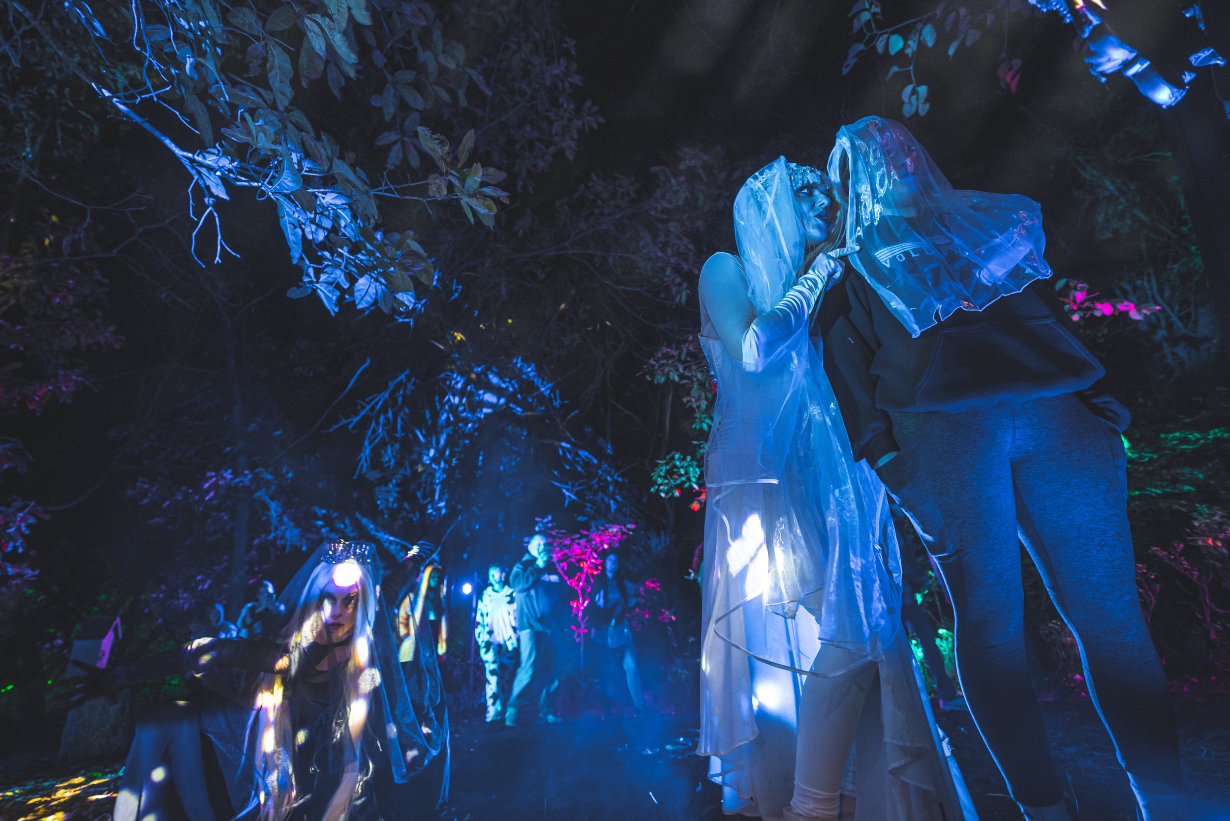 Dark Forest - Powell Gardens