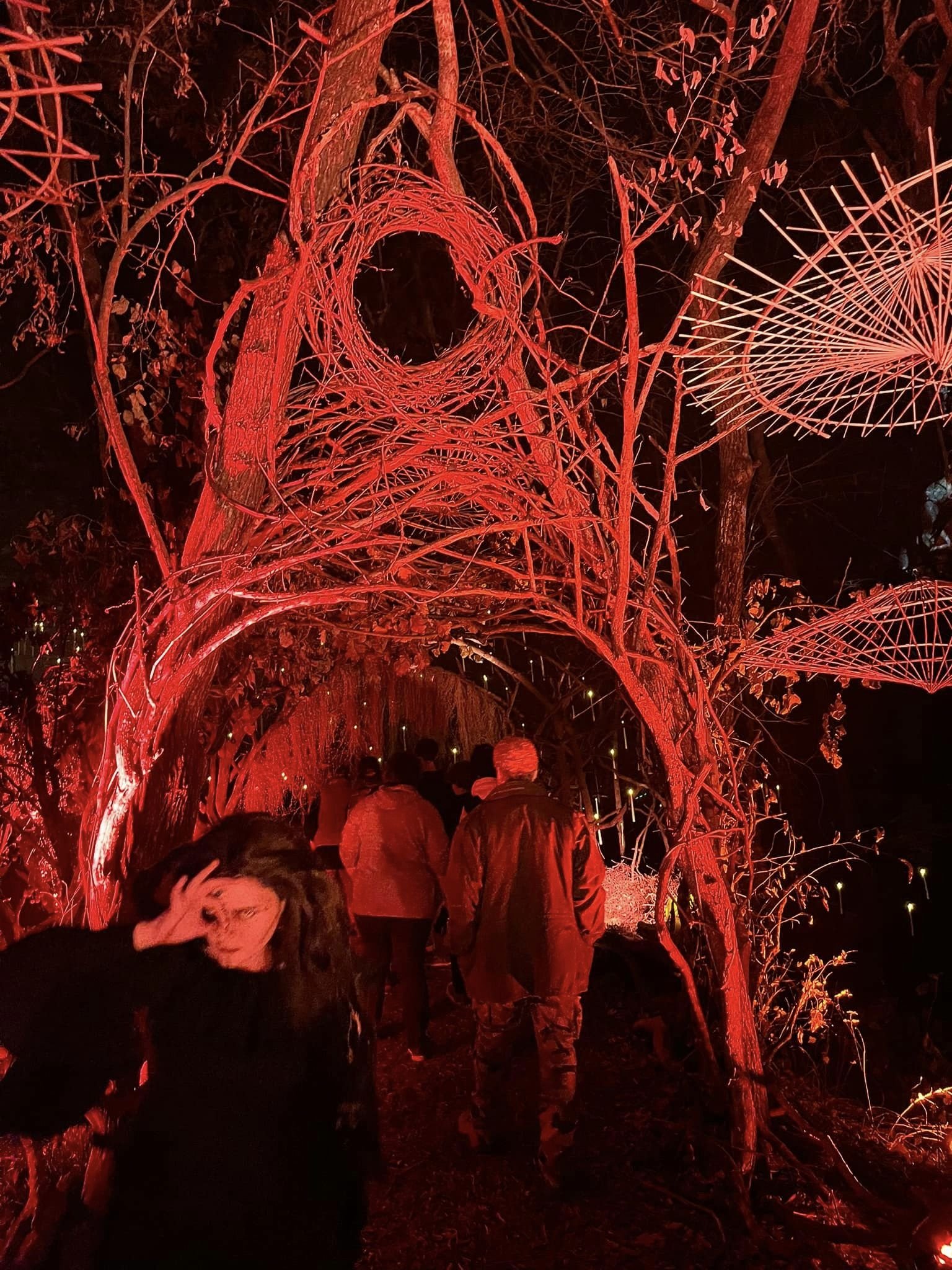 Dark Forest - Powell Gardens