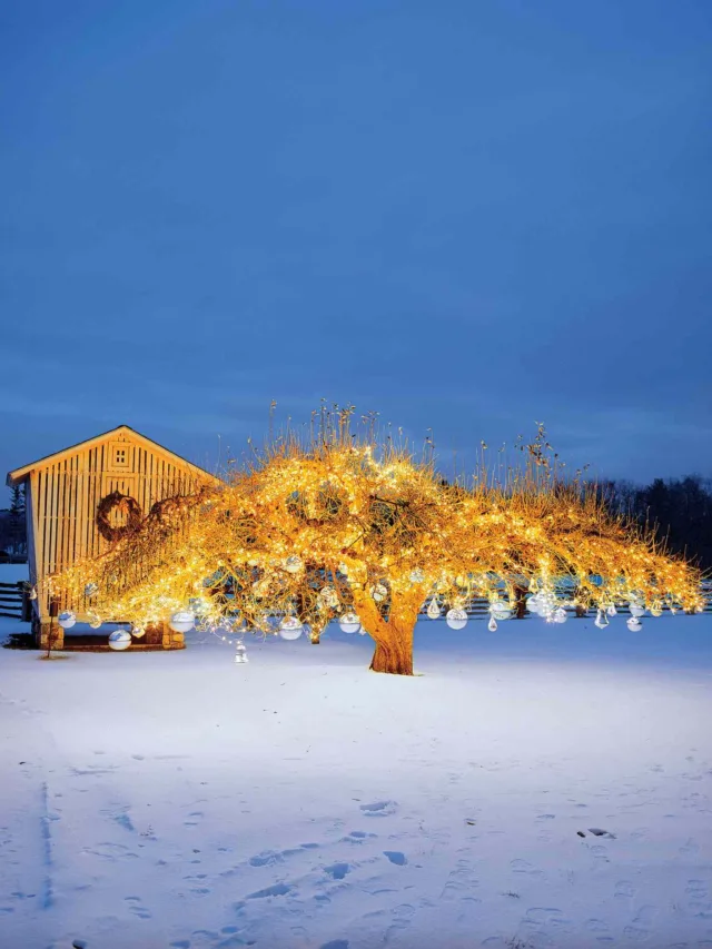 outdoor-christmas-tree-bulbs-1214-onecms-2000-3be4a5dc043849ccbf861e4b0bfb8f4e